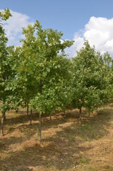 Дуб черешчатый (Quercus robur) / 20-25 см / 4.0-5.0 м