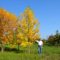 Ясень высокий и пенсильванский, обхват 30-35 см, до 7.0 м высотой