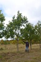 Дуб красный (Quercus rubra) / 20-25 см / 4.0-5.0 м