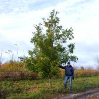Дуб красный (Quercus rubra) / 20-25 см / 4.0-5.0 м