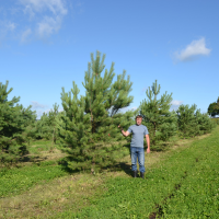 Сосна обыкновенная (Pinus sylvestris) / 50-55 см / 6.0-7.0 м