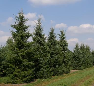 Ель сербская (Picea omorika) / 100-150 см / 3.0-4.0 м