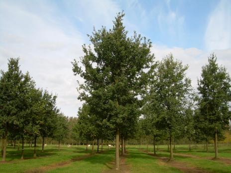 Дуб черешчатый (Quercus robur) / 25-30 см / 5.0-6.0 м