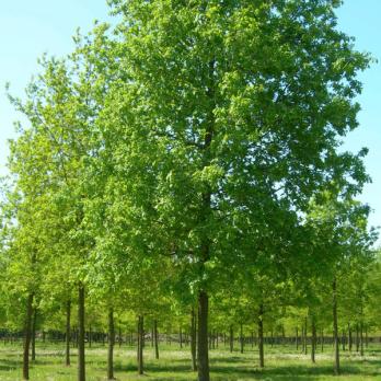 Дуб черешчатый (Quercus robur) / 30-35 см / 6.0-7.0 м